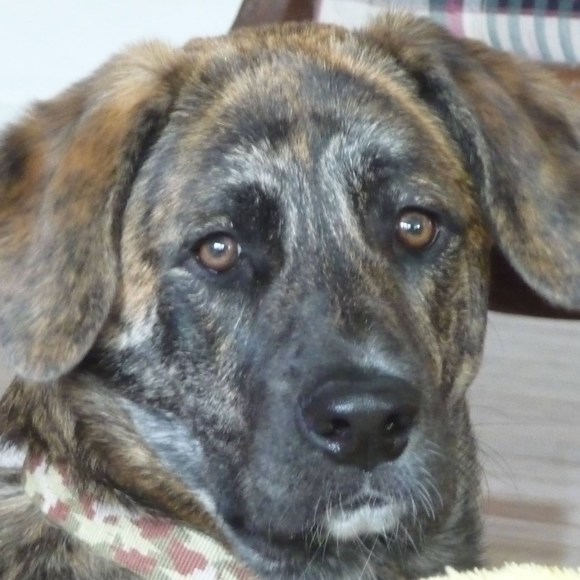 Meet your Posher, Patchouli - Picture 1 of 1